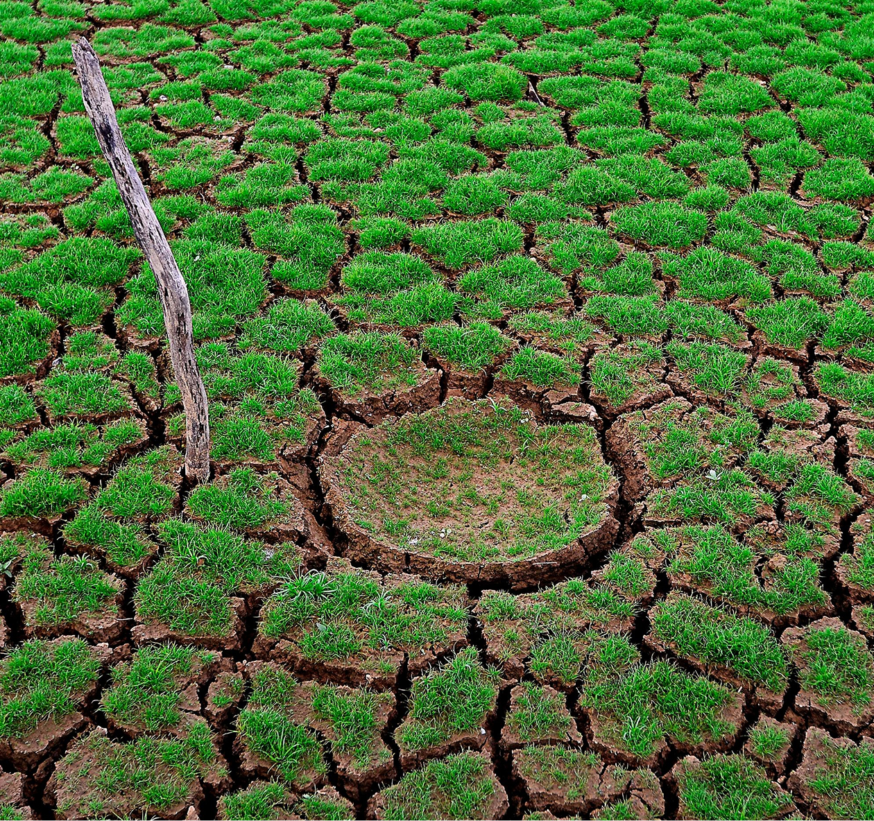 cracks moddr with grass