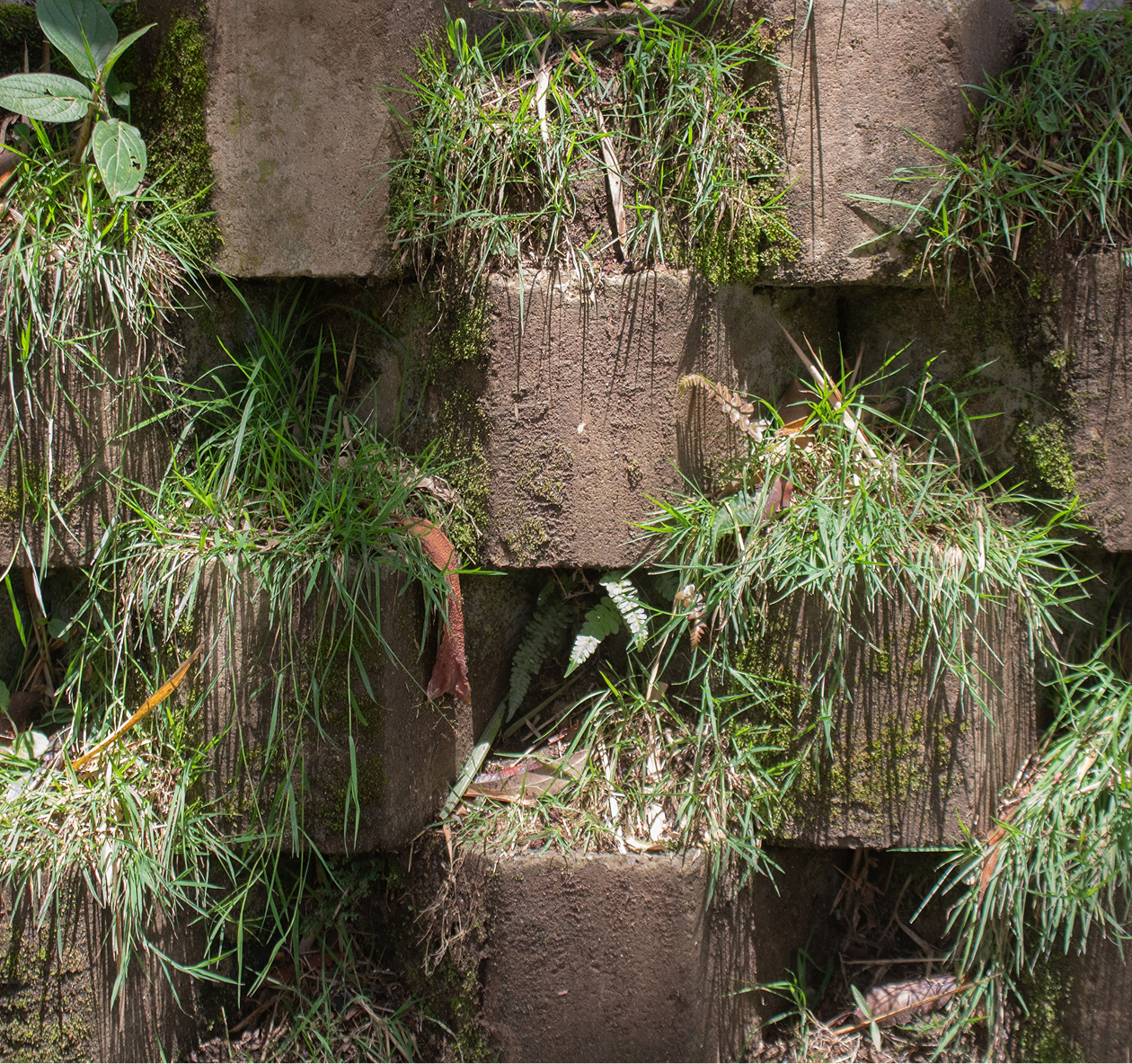 plant-wall plant-wall